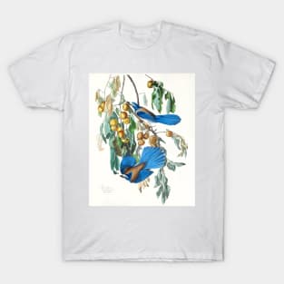 Florida Jay from Birds of America (1827) T-Shirt
